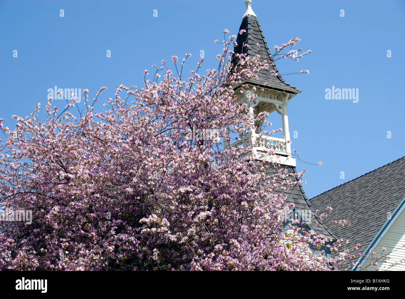 Springtime photo of a tree with pink flowers on it, right next to a chapel's steeple. Stock Photo