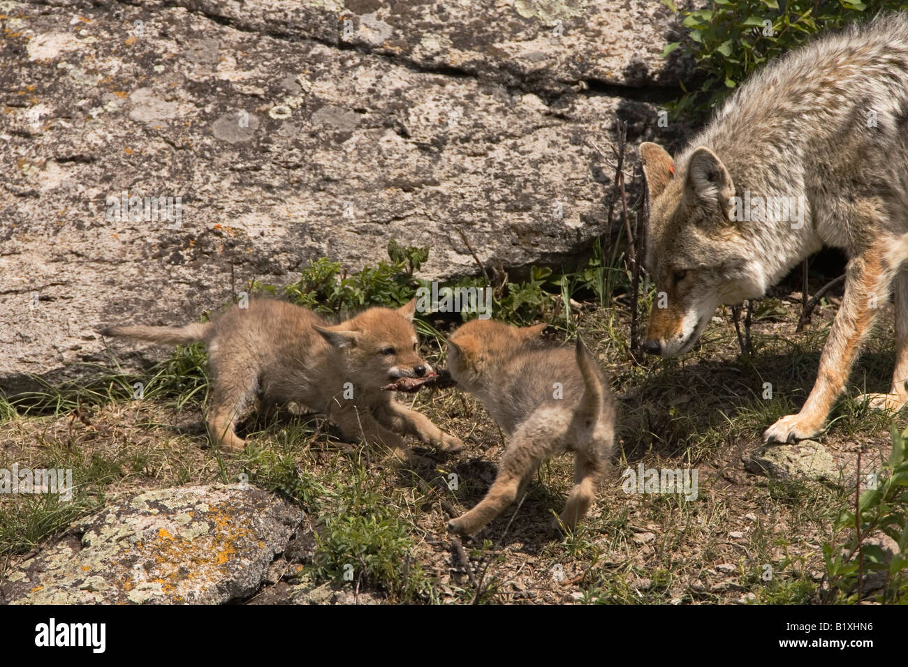 Coyote in Yellowstone National Park Stock Photo