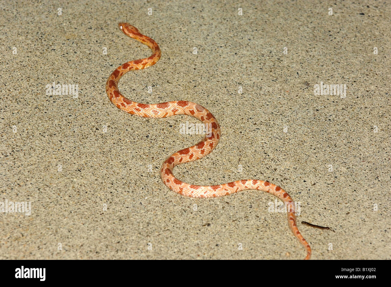 Snake on concrete Stock Photo Alamy