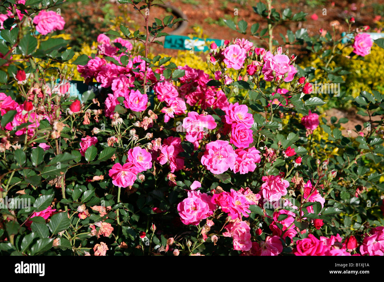 Humility rose flower hi-res stock photography and images - Alamy
