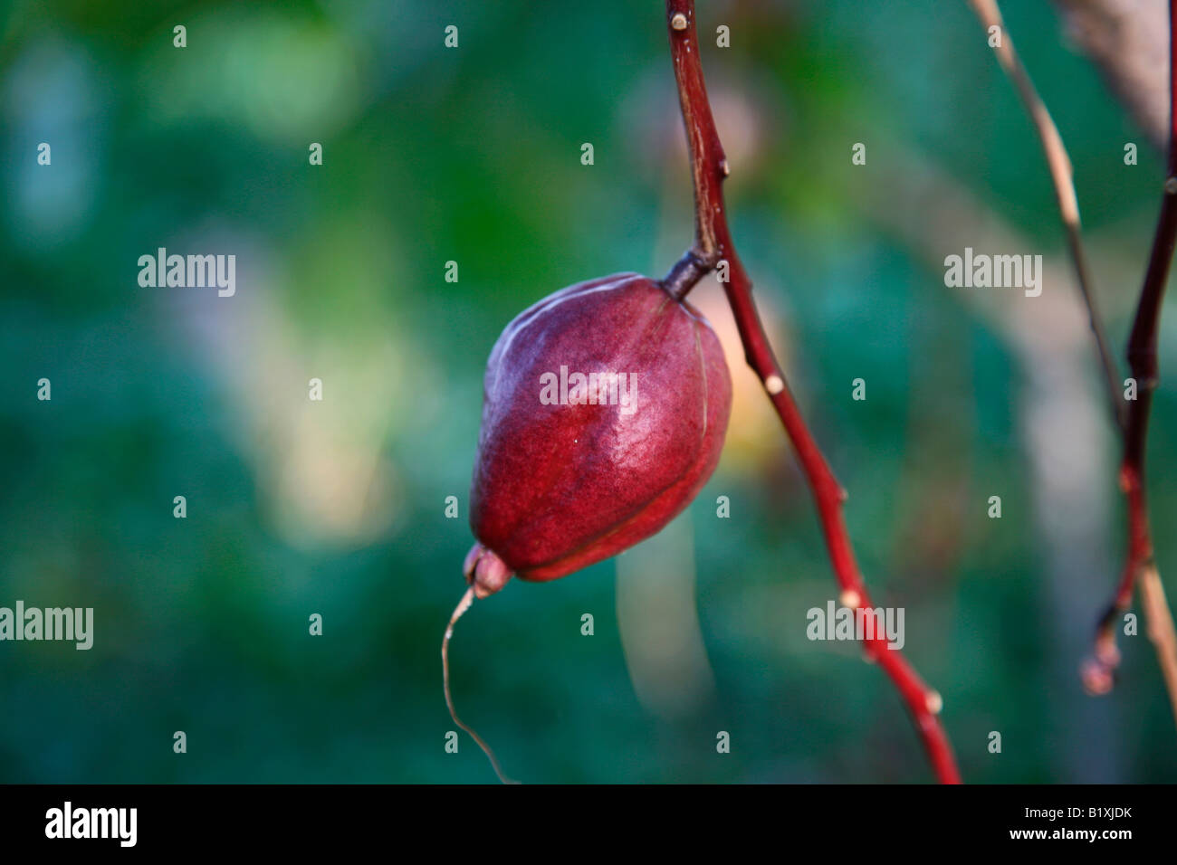 red fruit of barrentonia rassi mossa Stock Photo - Alamy