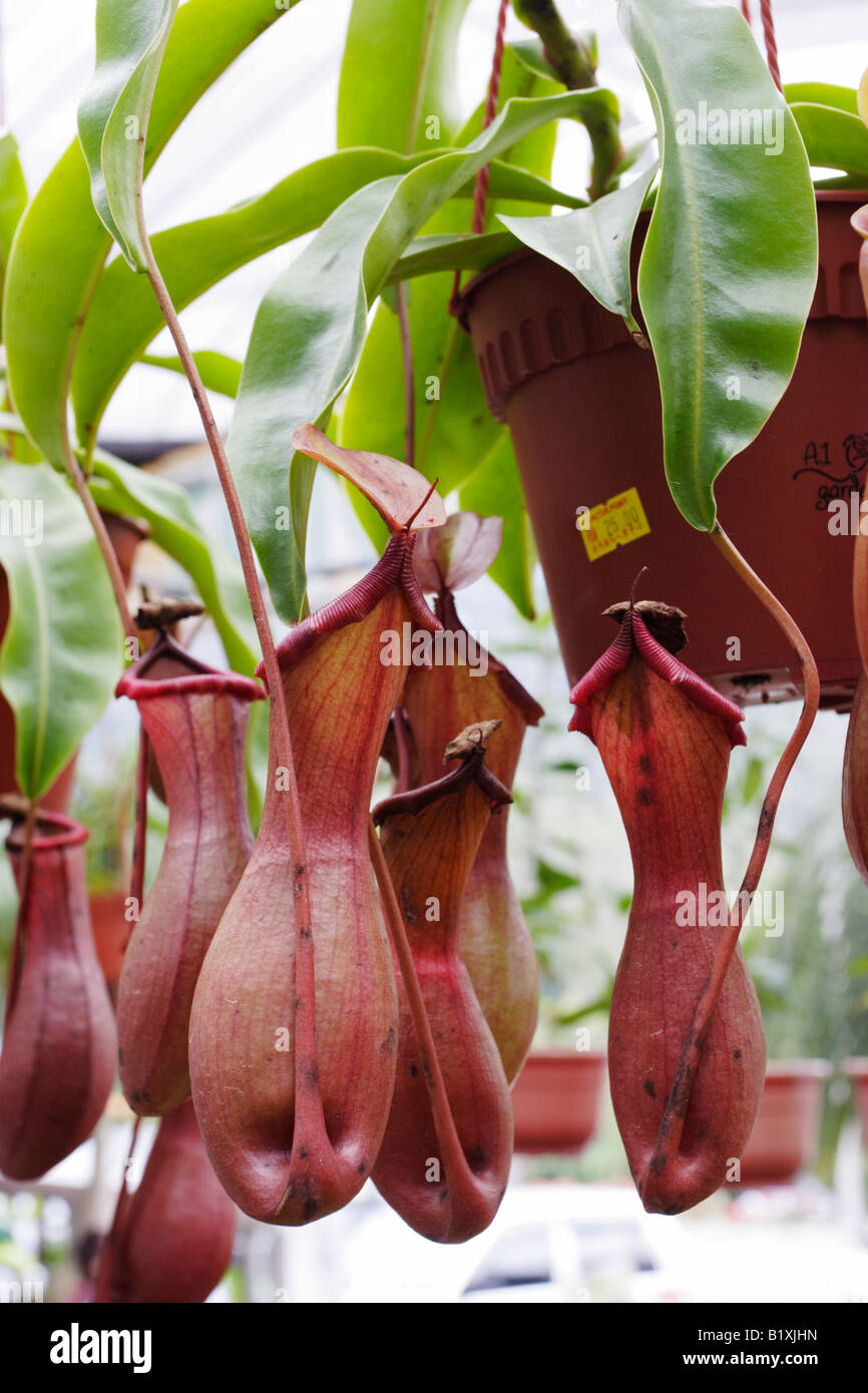 Pitcher plant for sale at Cameron Highland in Malaysia Stock Photo - Alamy