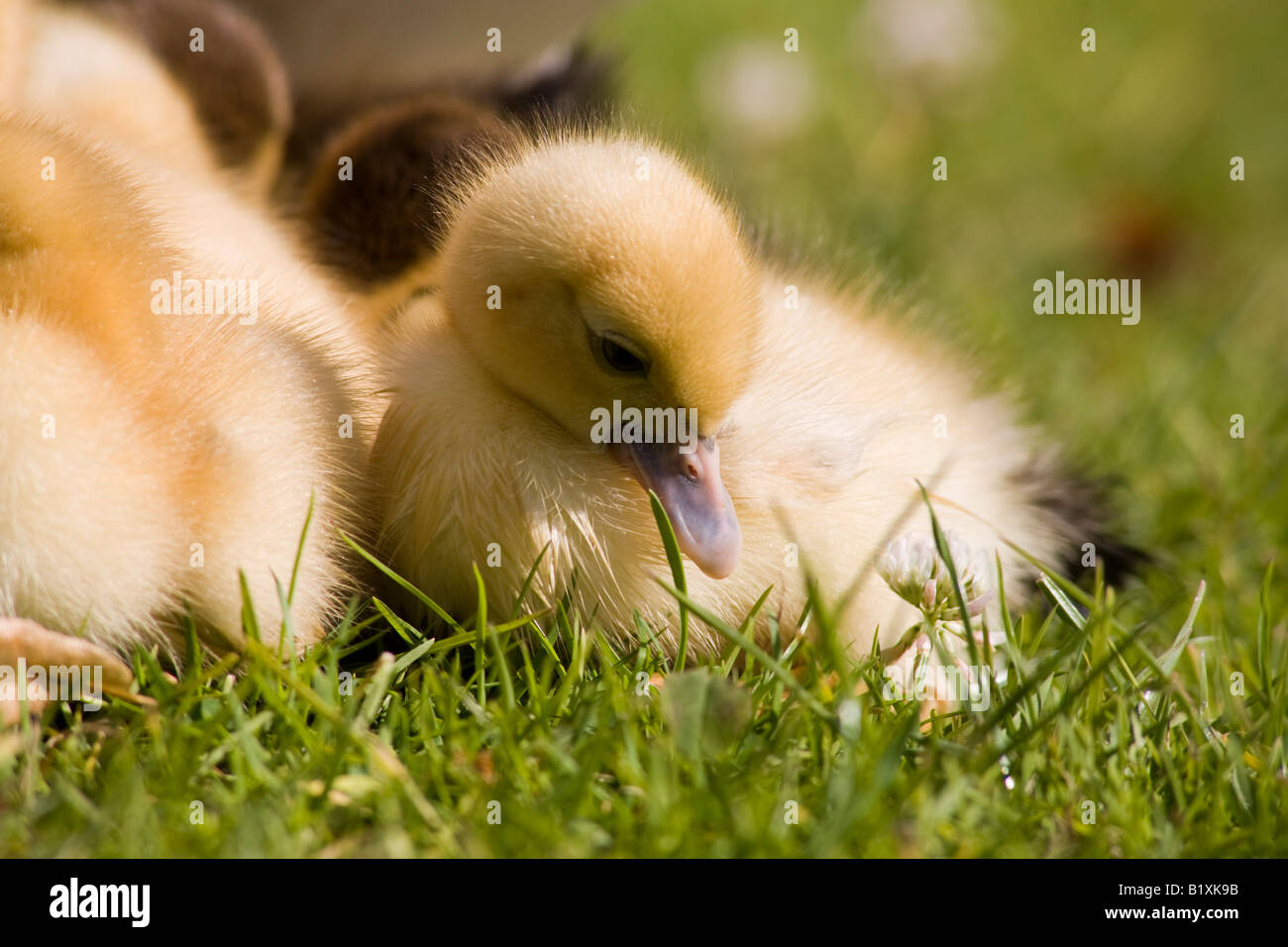 Muscovy Duck Duckling Stock Photo - Alamy