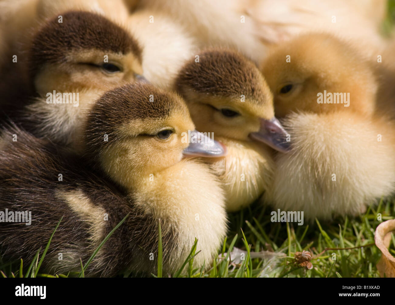 Muscovy Duck Ducklings Stock Photo - Alamy