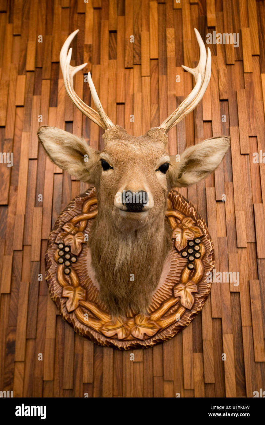 stuffed and mounted trophy deer stag head on wooden wall, Hokkaido Japan Stock Photo