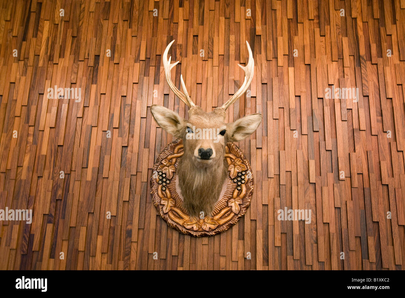 stuffed and mounted trophy deer stag head on wooden wall, Hokkaido Japan July 2008 Stock Photo