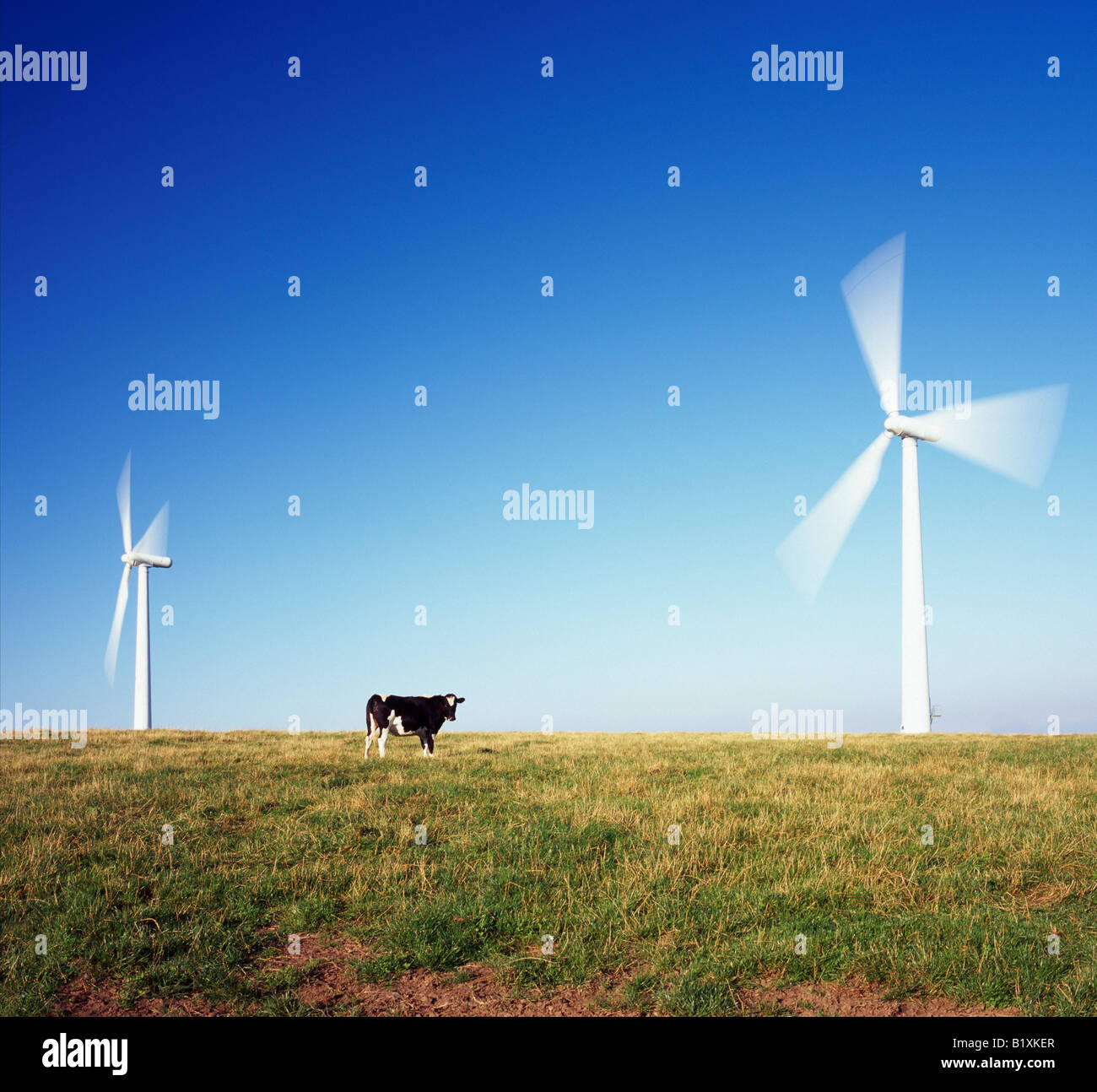 Two wind Turbines and cow at Bear s Down, St Eval, near Padstow, North Cornwall, England, UK. Stock Photo
