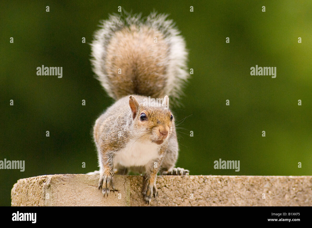 Squirrel vermin hi-res stock photography and images - Alamy