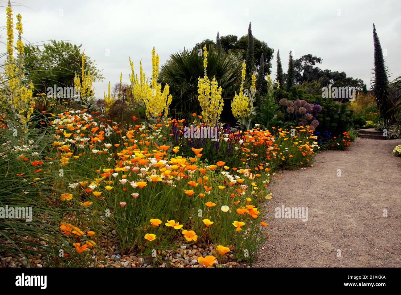 THE DRY GARDEN AT RHS HYDE HALL IN EARLY SUMMER Stock Photo