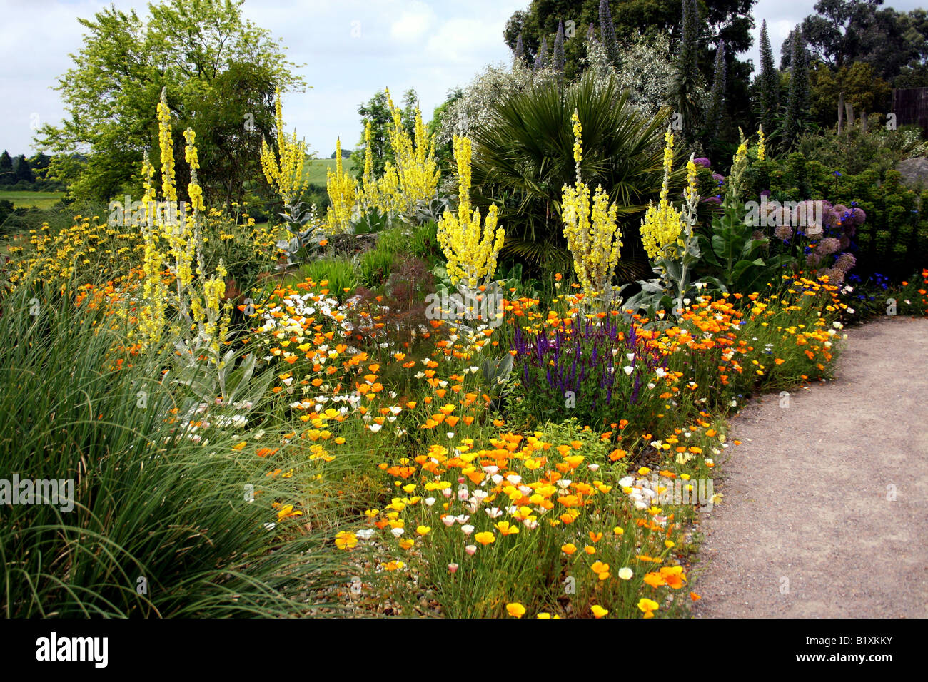 THE DRY GARDEN AT RHS HYDE HALL IN EARLY SUMMER Stock Photo