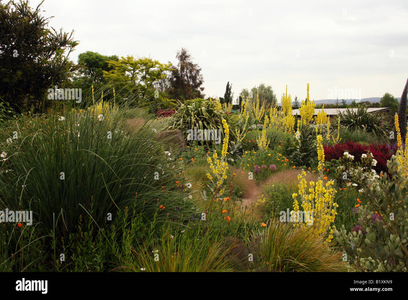 THE DRY GARDEN AT RHS HYDE HALL IN EARLY SUMMER Stock Photo