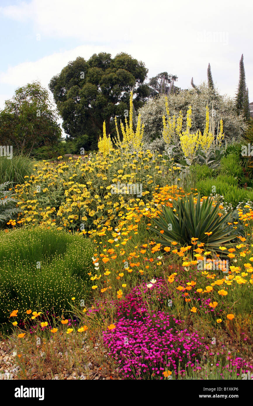 THE DRY GARDEN AT RHS HYDE HALL IN EARLY SUMMER Stock Photo