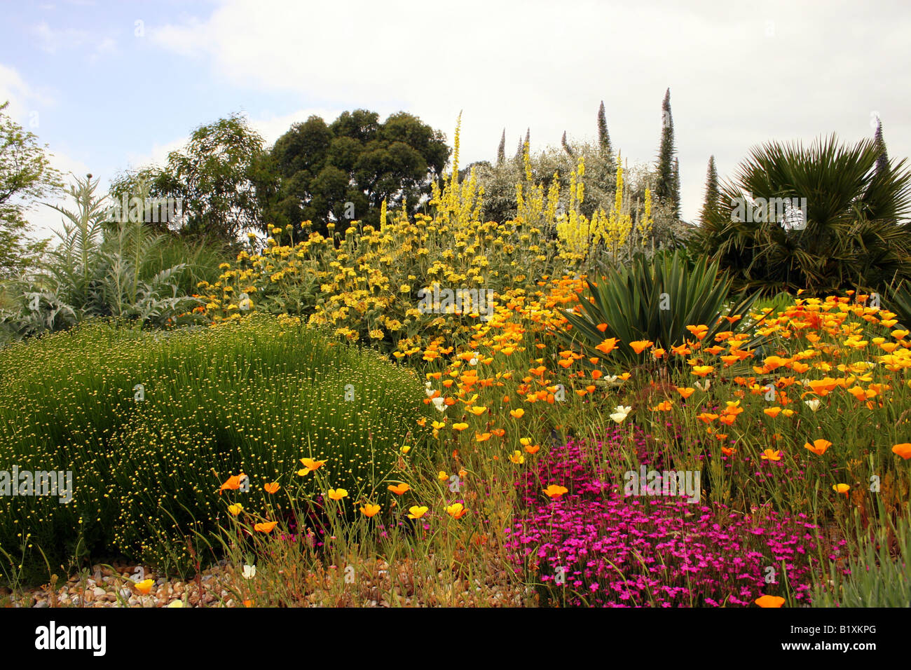 THE DRY GARDEN AT RHS HYDE HALL IN EARLY SUMMER Stock Photo