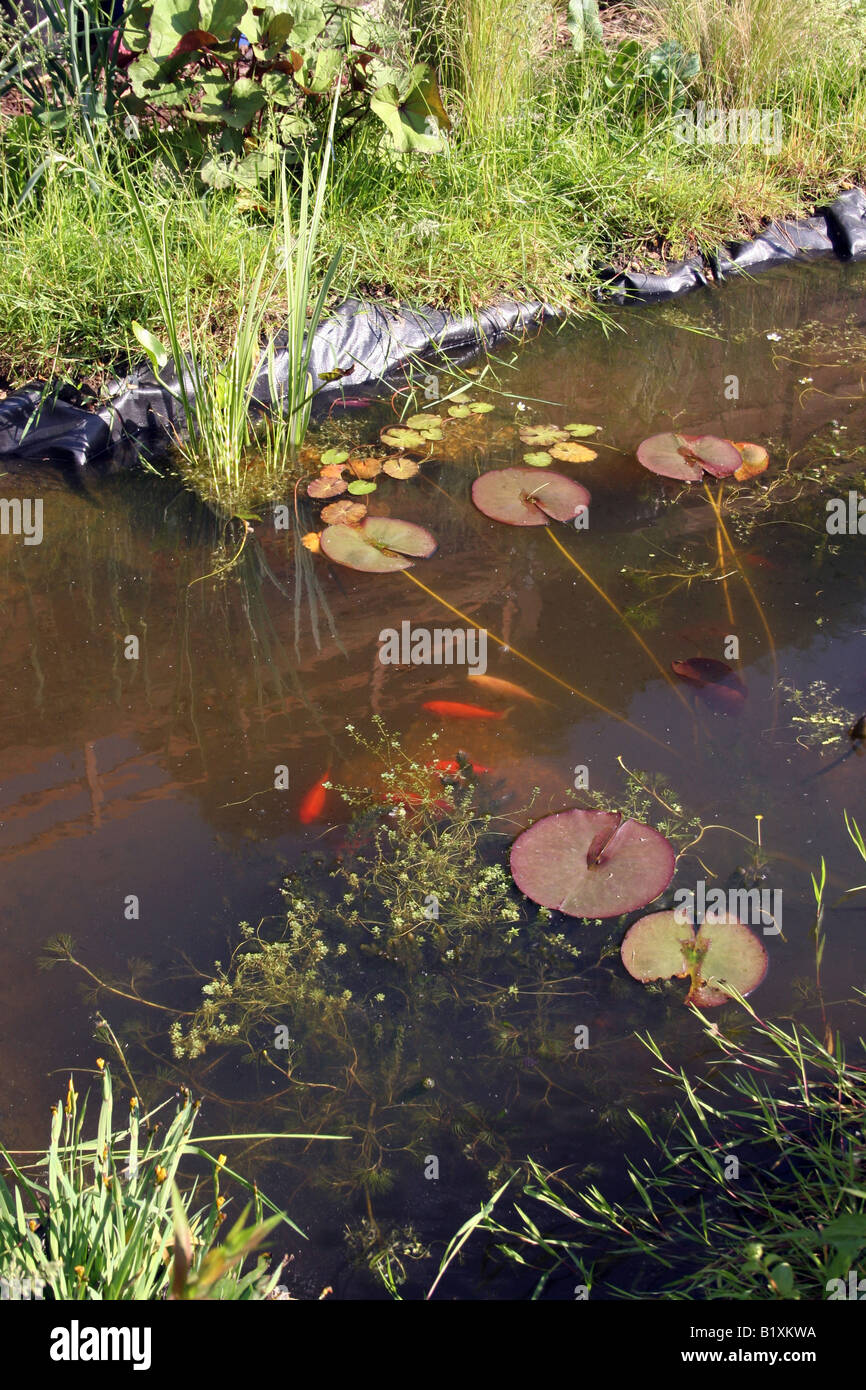 A WILDLIFE POND IN A DOMESTIC BACK GARDEN Stock Photo