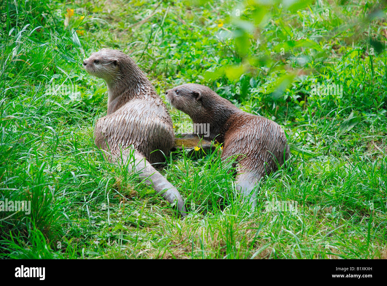 pair of asian otters. Stock Photo