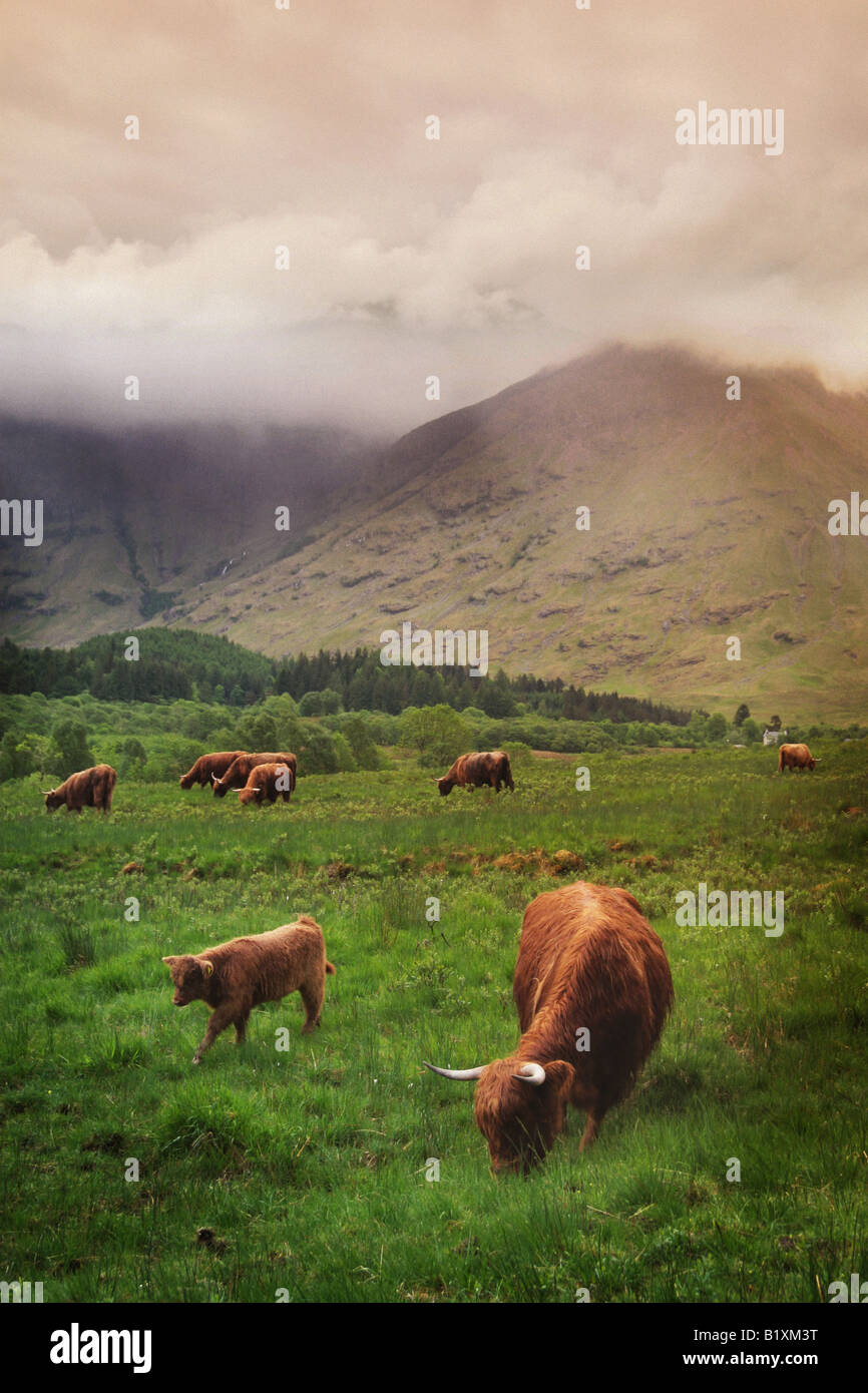highland cattle Stock Photo