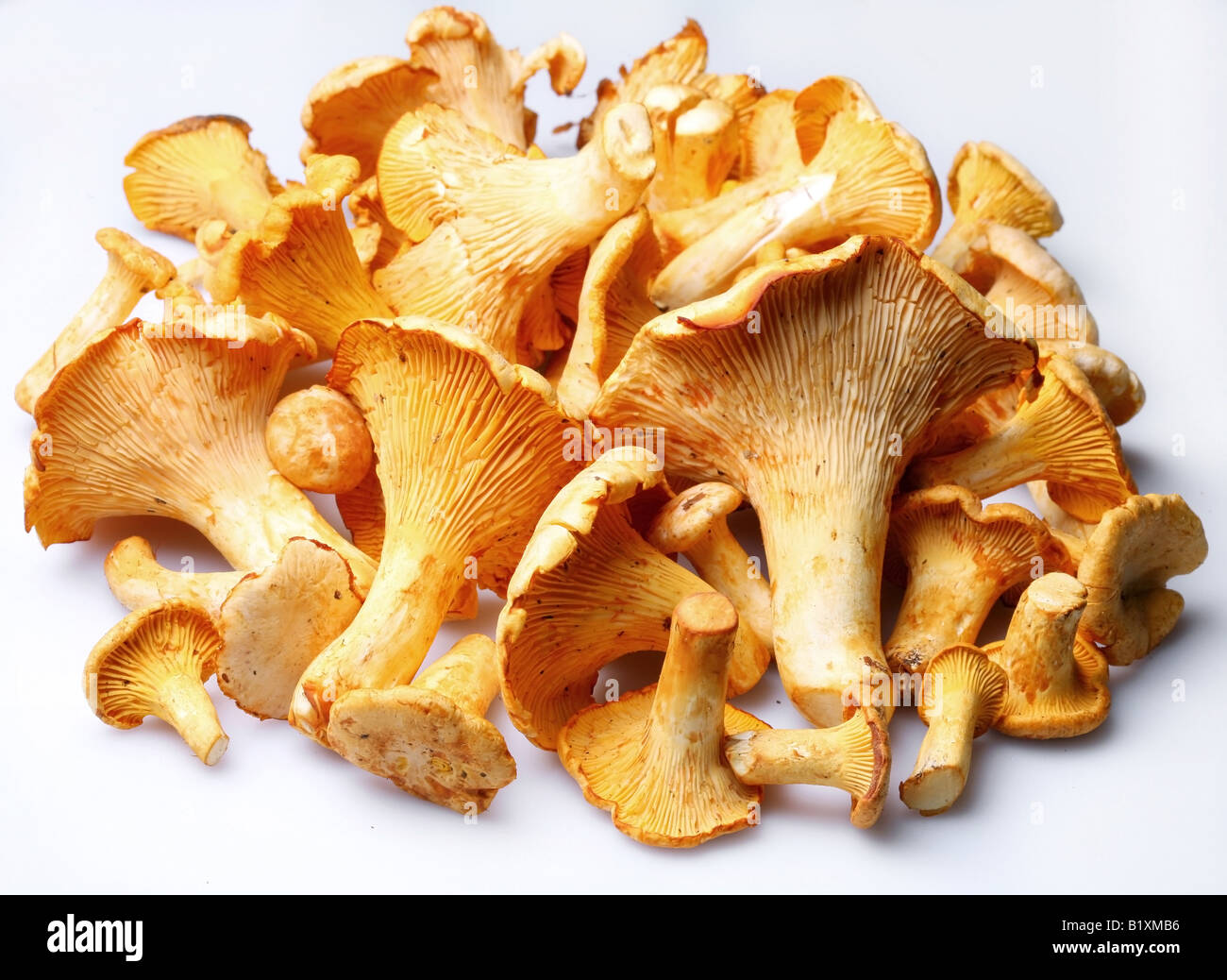 Mushrooms Objects on white background Stock Photo