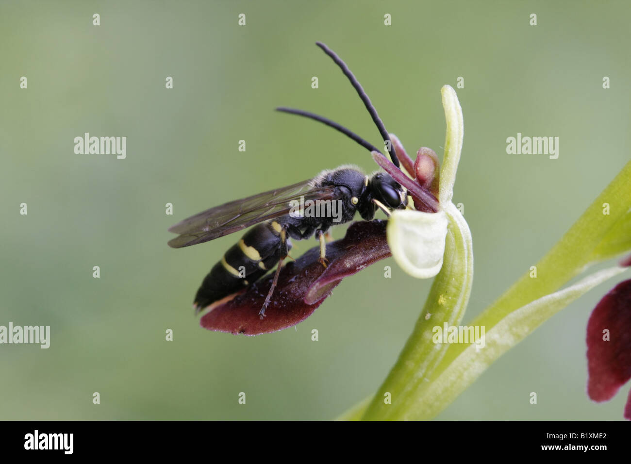 Solitary wasp, Argogorytes mystaceus, psuedocopulating on fly orchid, ophyrs insectifera Stock Photo