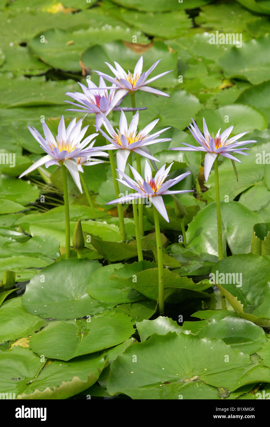 Waterlillies, Nymphaeaceae Stock Photo