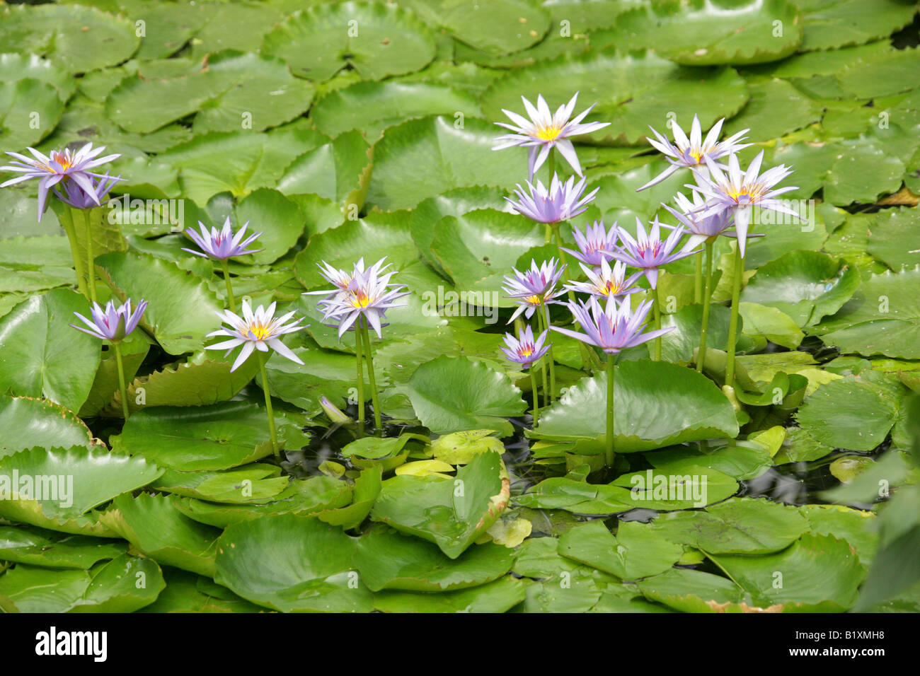 Waterlillies, Nymphaeaceae Stock Photo