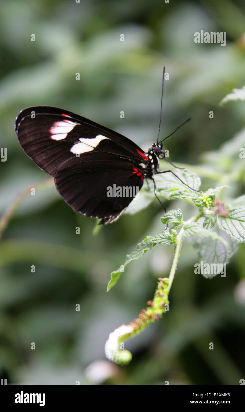 Postman Butterfly, Heliconius melpomene,  Nymphalidae, South America Stock Photo