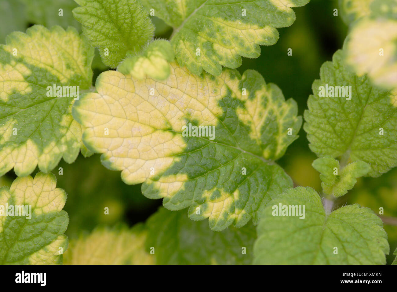 Leaves of golden lemon balm (Melissa officinalis) Stock Photo