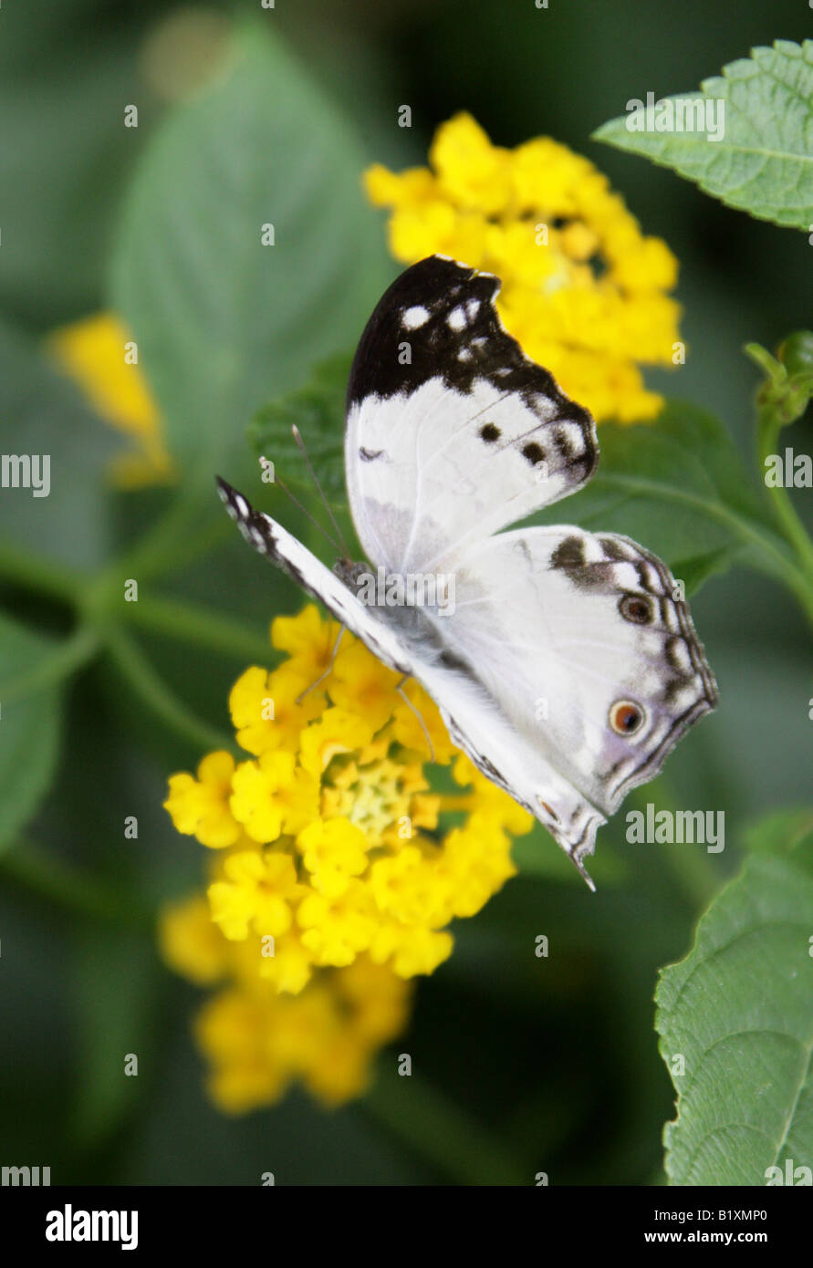 Clouded Mother of Pearl Butterfly, Salamis anacardii duprei, Madagascar