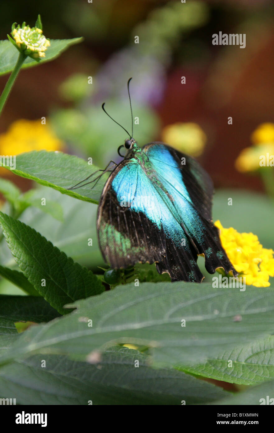 Blue butterfly australia swallowtail hires stock photography and