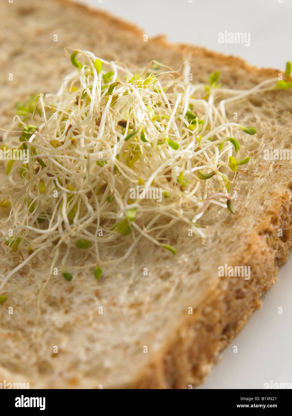 alfalfa sprouts on whole meal sandwich bread Stock Photo Alamy