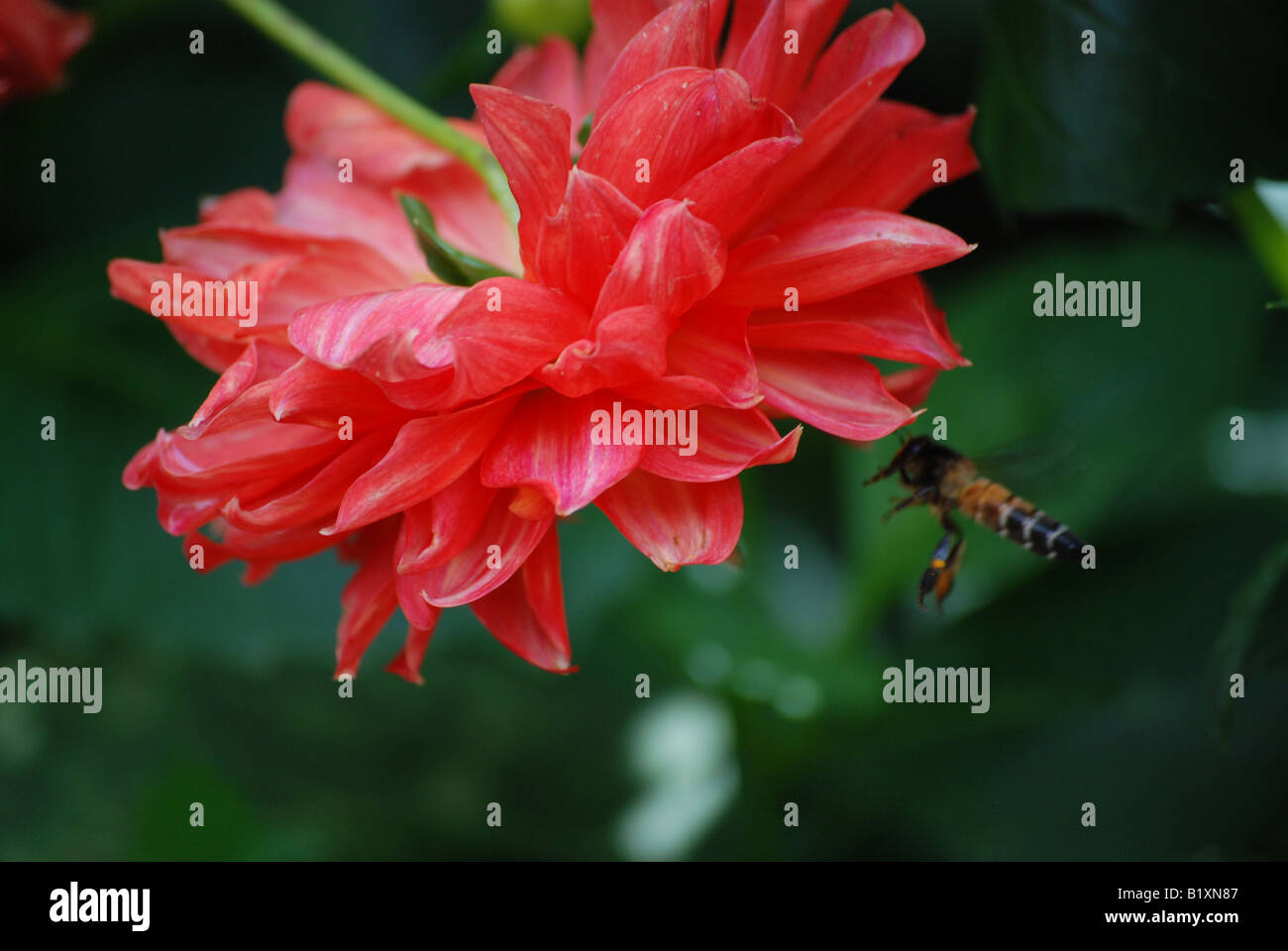 the beautyfull flower view from -otty,tamilnadu india Stock Photo - Alamy