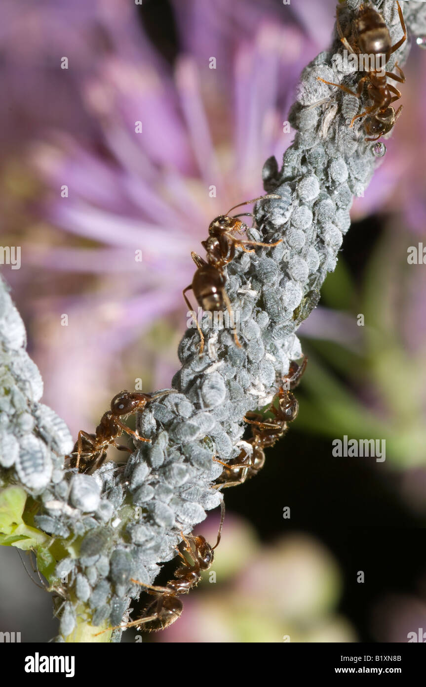 Ants collecting honeydew from an aphid colony on a plant stem Stock Photo