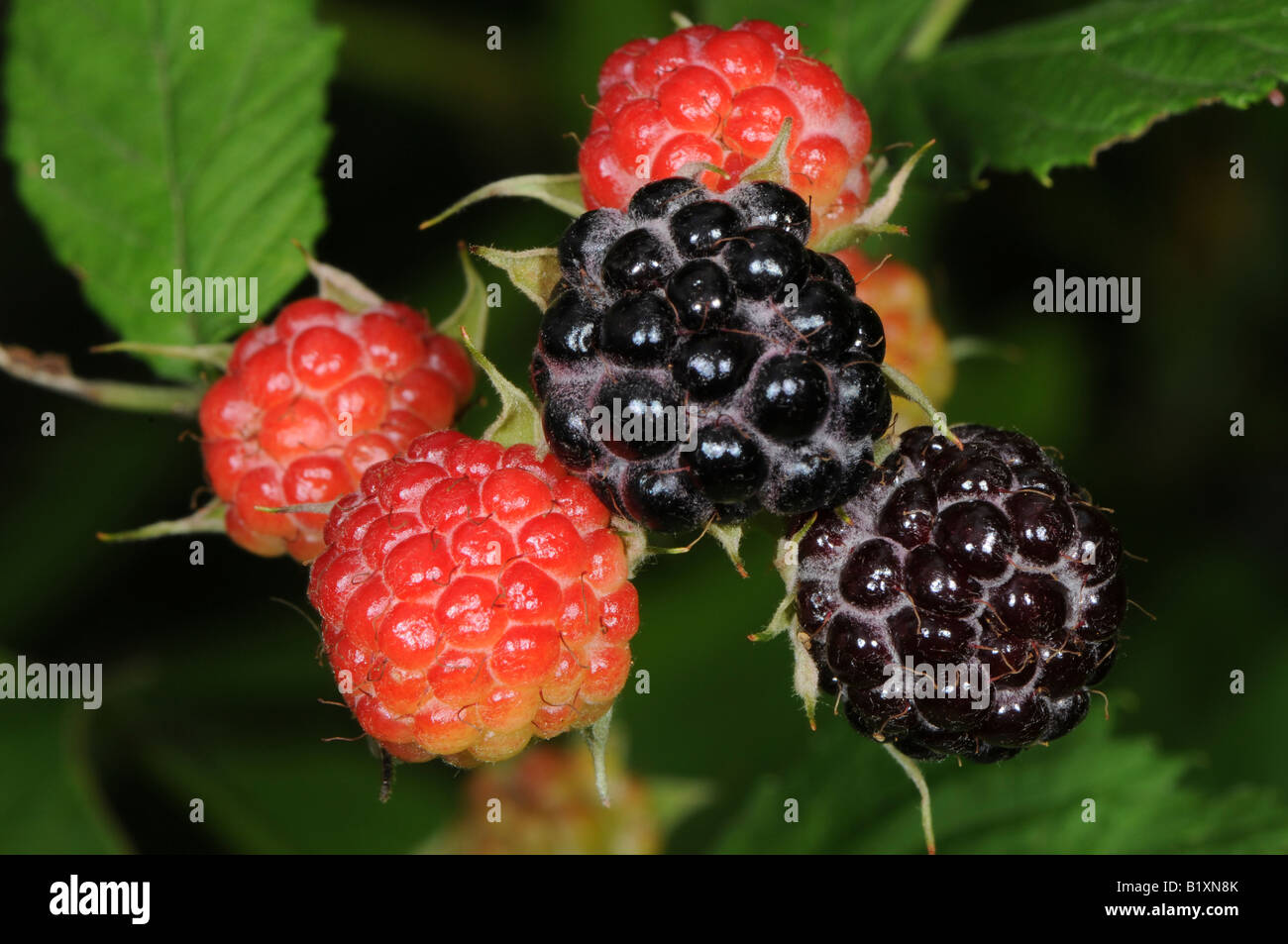 Wild blackberries genus Rubus also known as bramble Stock Photo