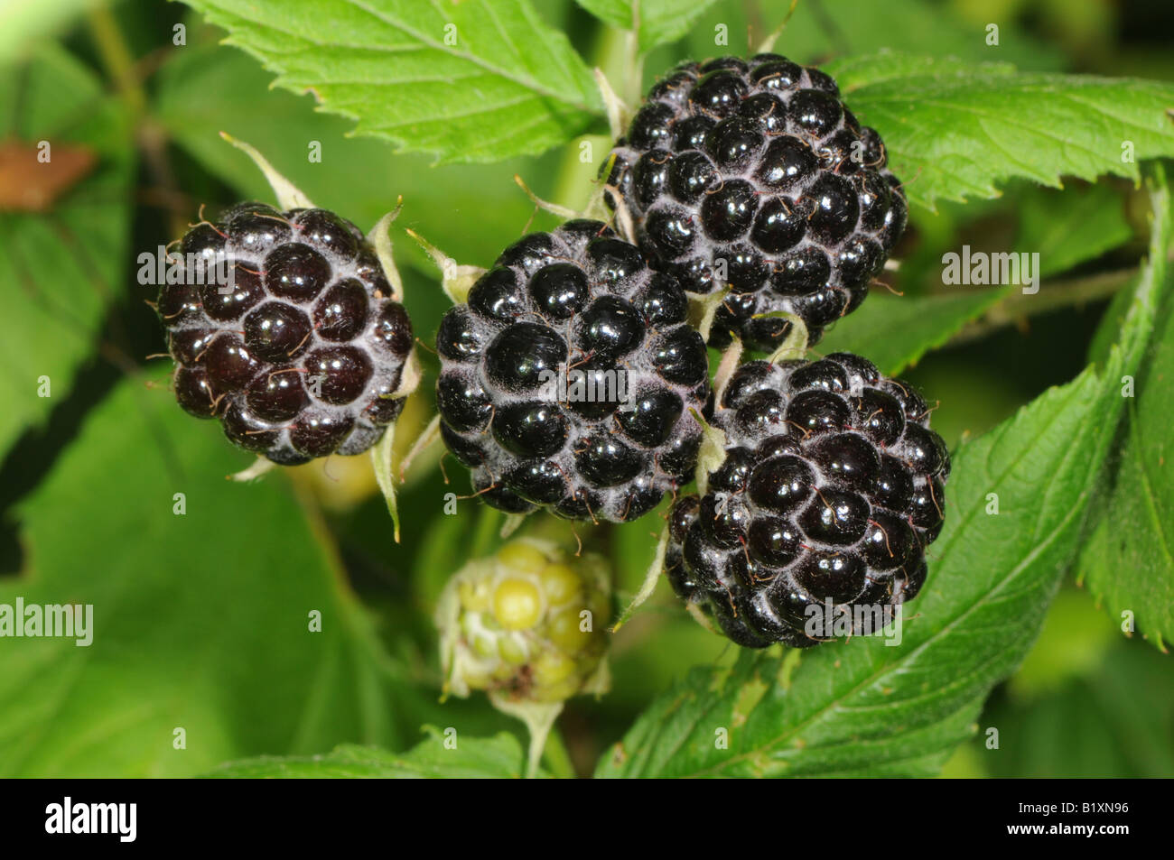 Wild blackberries genus Rubus also known as bramble Stock Photo Alamy