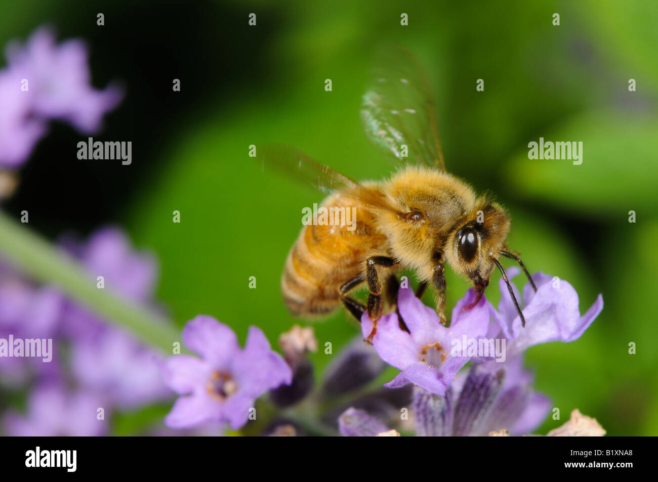 honey bee foraging on lavender flowers Stock Photo