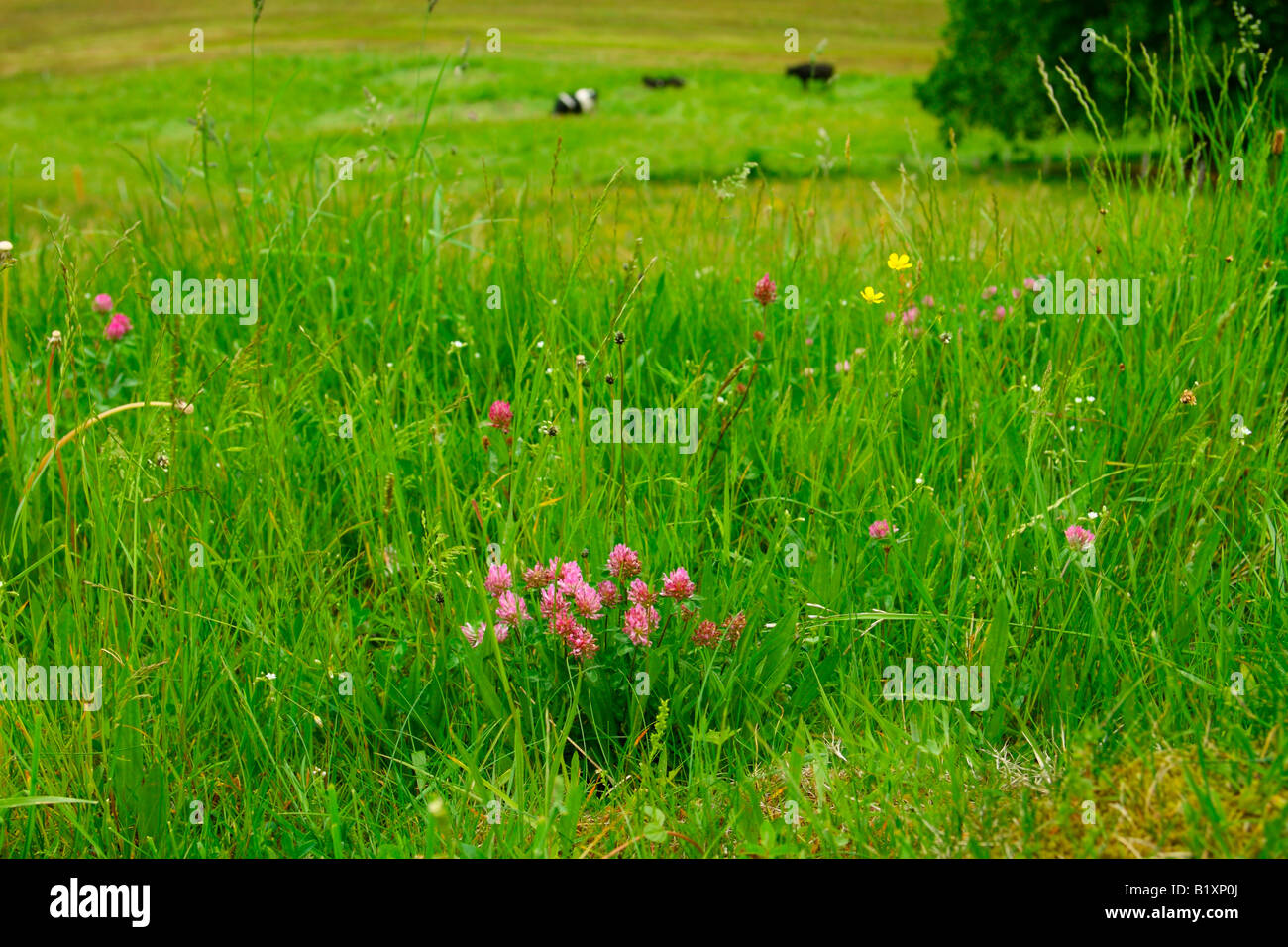 Meadow and cows, Austrian Alps Stock Photo
