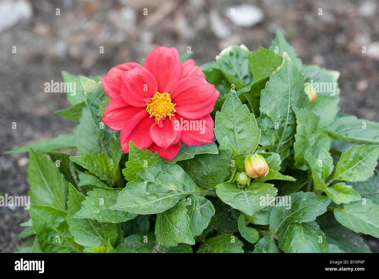 Beautiful Dahlia Figaro View Illustration Beautiful Dahlia Figaro View Illustration