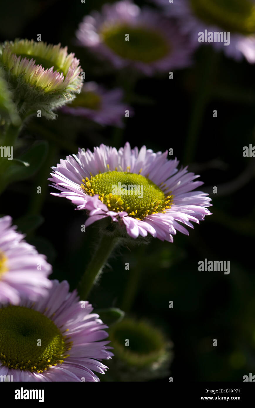 Erigeron flowering during spring in early morning sun. UK Stock Photo