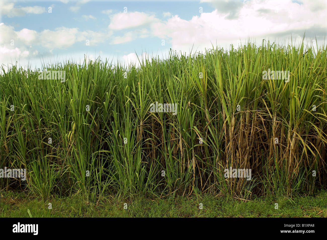 Field of Sugar Cane Mumias Kenya Africa Stock Photo Alamy