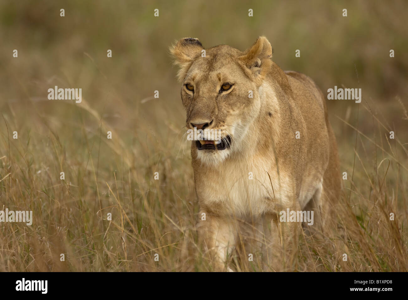 Female Lion, Stock Photo