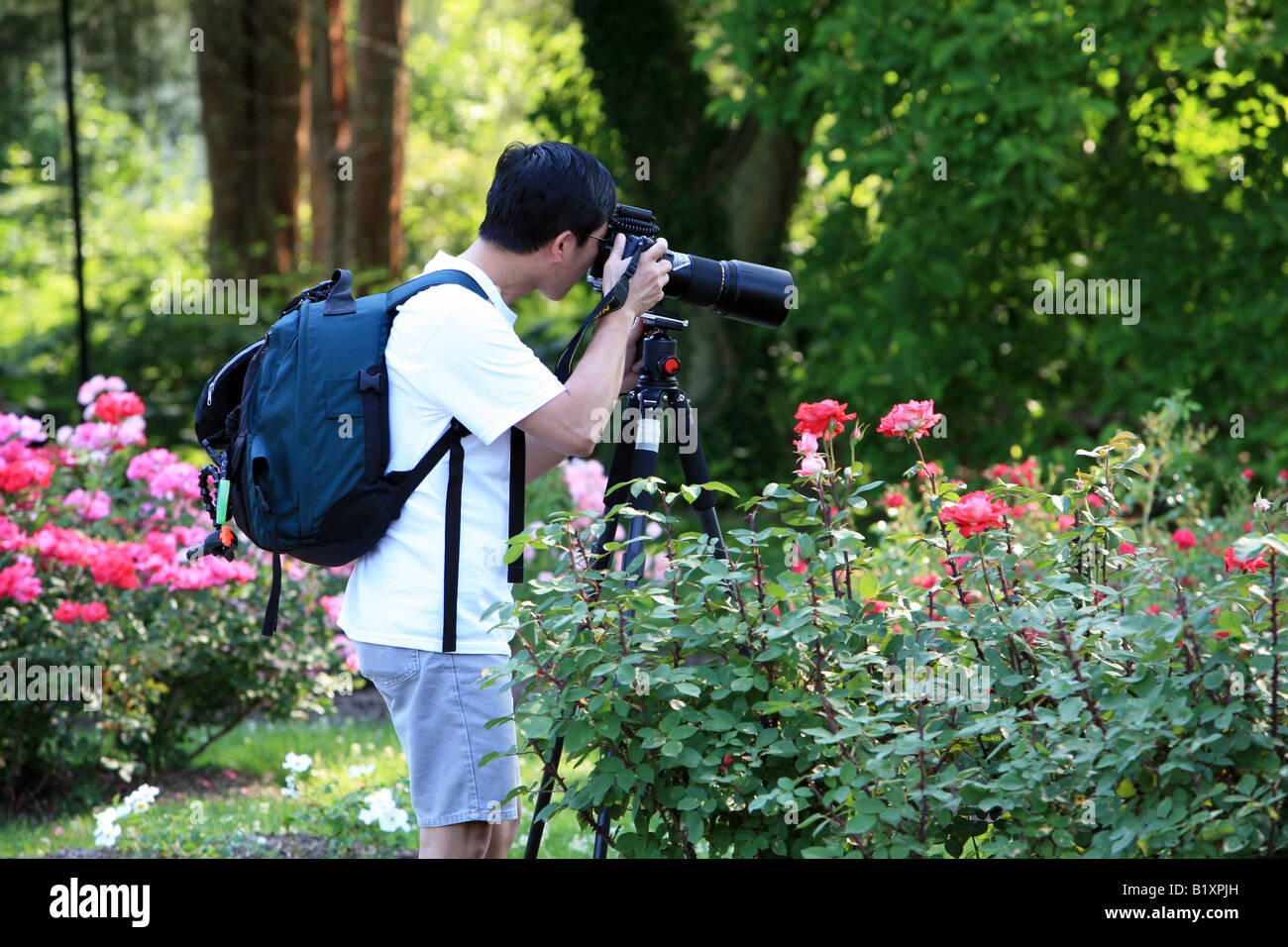A photographer in the rose garden