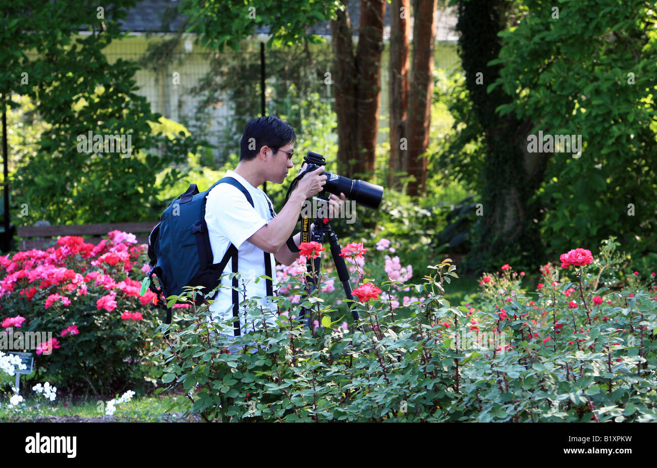 A photographer in the rose garden