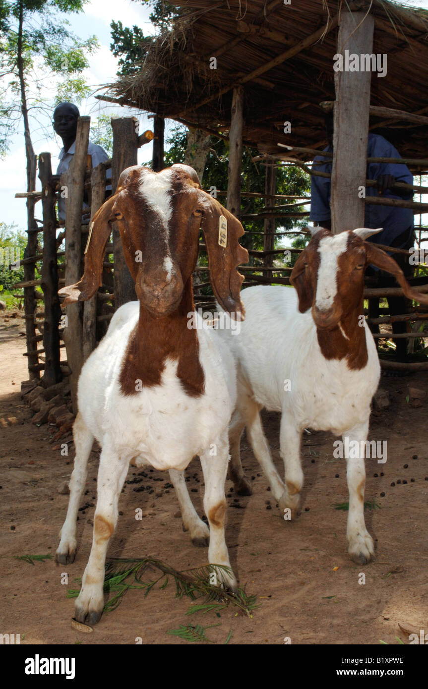 Boer goat female and kid a breed used for meat Uganda Africa Stock