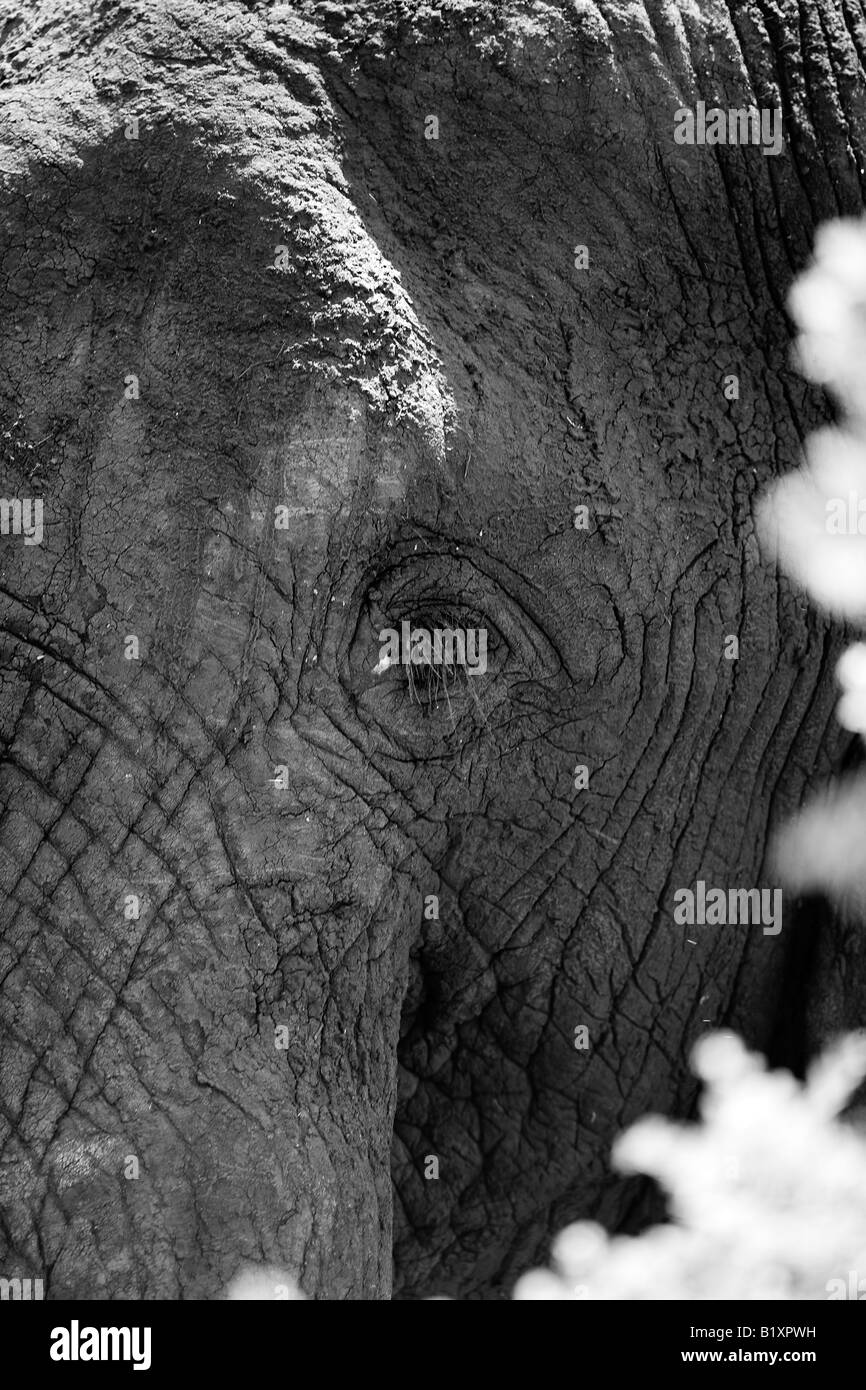Elephant eyelashes Black and White Stock Photos & Images Alamy