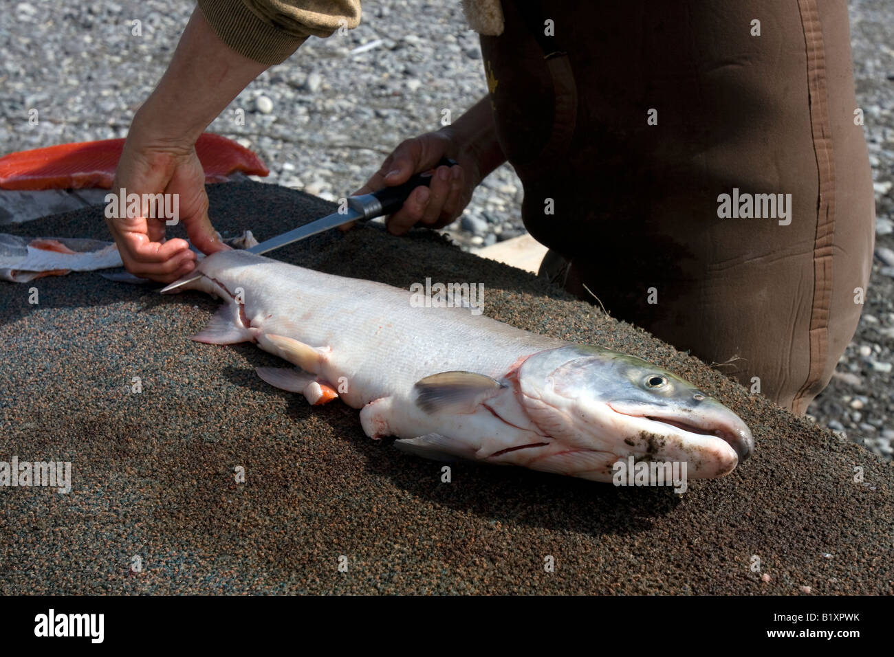 Fileting of a red salmon at the Copper River near the village of Chitina Alaska USA Stock Photo