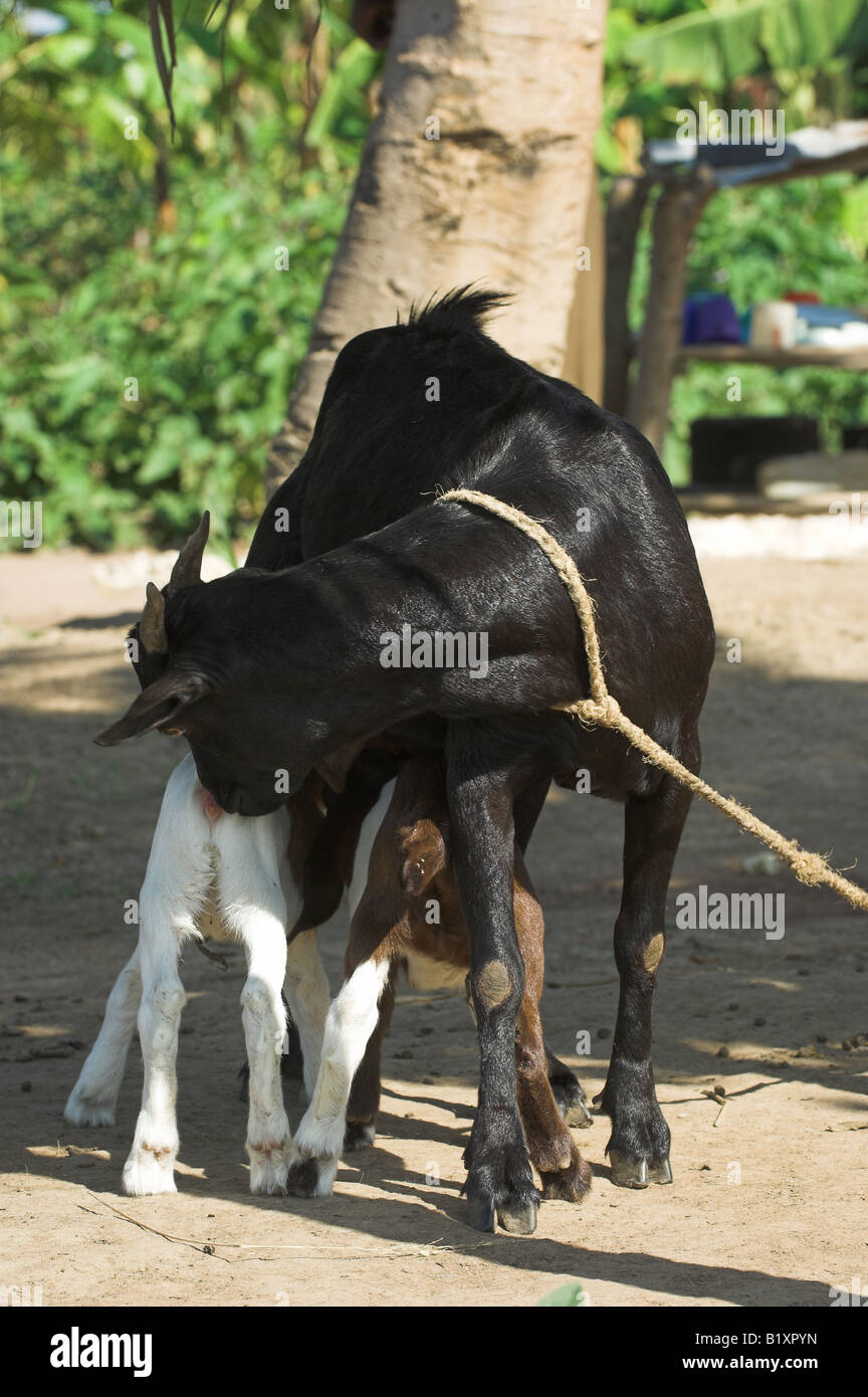 Local goats sired by a Boer goat with kids suckling tied to tree Uganda