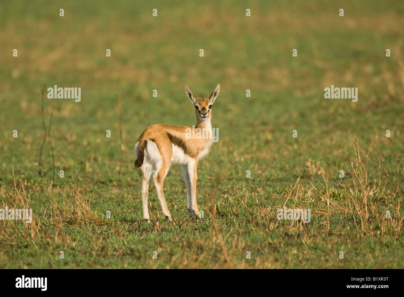 Young Thomson s Gazelle, Kenya, Africa Stock Photo - Alamy