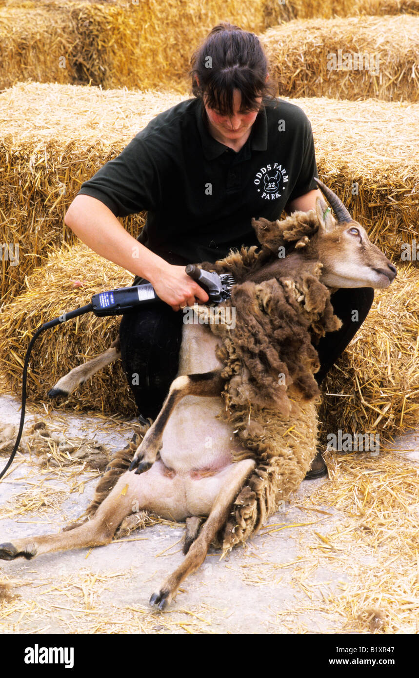 Odds Farm Park High sheep shearing demonstration