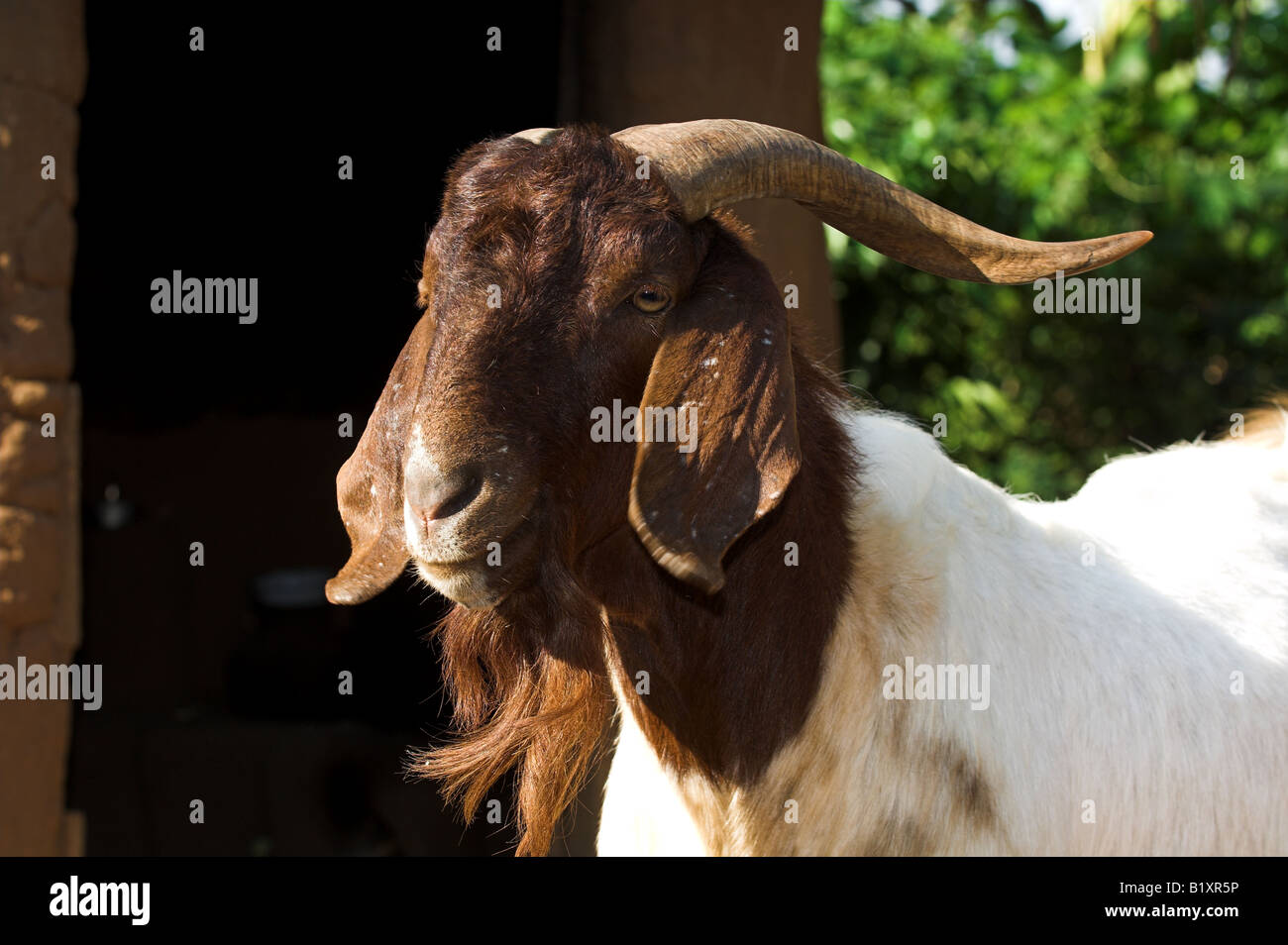 Male Boer Goat, Uganda Stock Photo Alamy