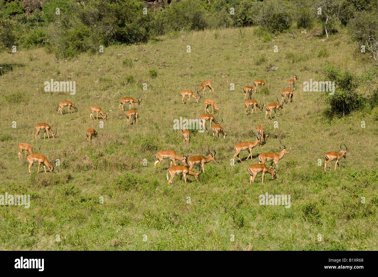 Impalas, Kenya, Africa Stock Photo
