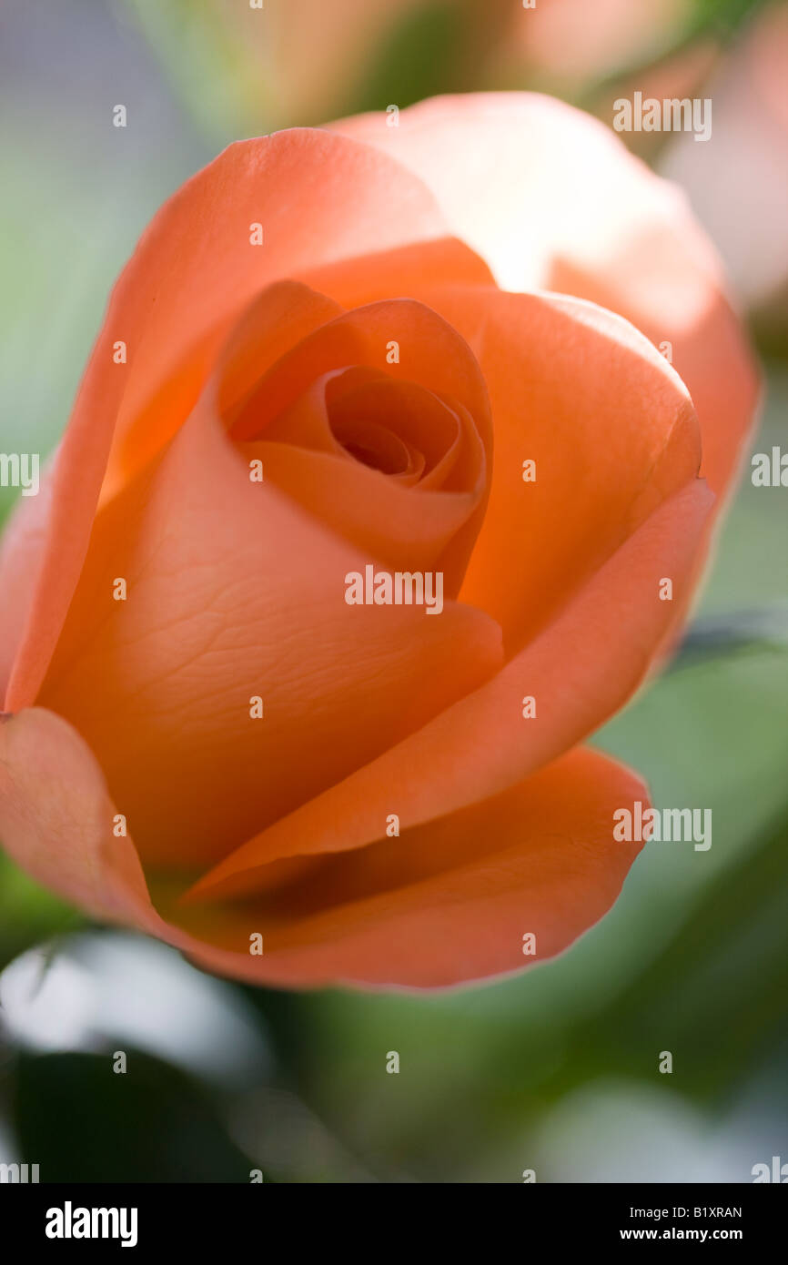 Soft peach colour rose single flower opening in morning sun Stock Photo